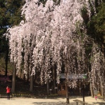 Boseong blossoms